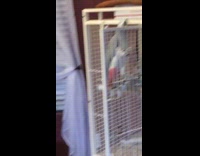 Grey bird climbs down cage 
