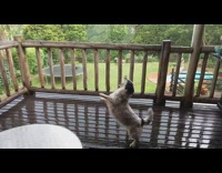 Pet dog plays and catches rain with its mouth