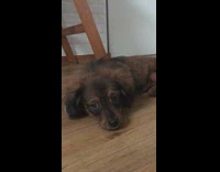 Brown puppy laying down on wood floor
