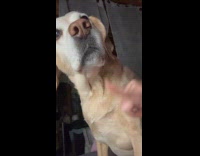 Dog stare at woman touch her boobie