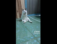Cat on leash shocked and got scolded 