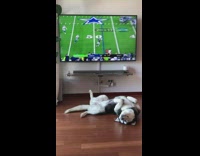 (3RD PARTY CONTENT) Husky dog sleeps on back television football 
