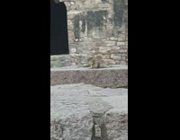 Squirrel on stone ledge eat green fruit