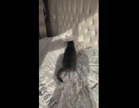 Black Cat Plays with White Furry Cat