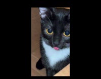 Cat Sits in Box and Puts Out Tongue