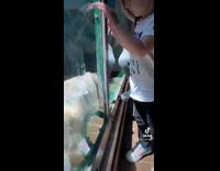 Collab BitchMP - Funny looking white cat at zoo exhibit 