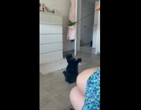 Cat tries to reach leaf from owner
