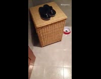 Cat meowing sounds like squeaky door 