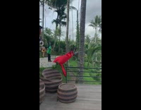 Lady in Red Dress Swings between Coconut Trees