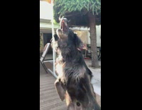 Black pet dog jumps and catches food but failed