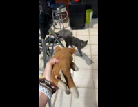 Cat jumps away when owner throws plushy part 1