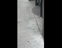 Spotted lantern flies crawl on the street