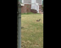 Squirrel with pizza in its mouth