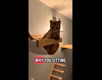 Cat sitting on bed spread