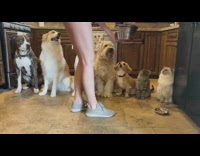 Fruit snack challenge five dogs two cats