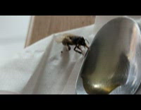 Bee drink honey from spoon on tissue
