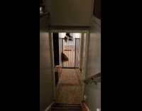 Cat jump and climb over the gate