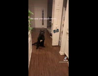 Pitbull rushes in between guy and woman when guy touches woman