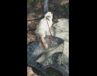 Guy goes hiking with cat on leash 