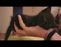 Tiny black kitten fits in palm of hand 