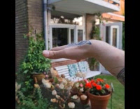 Butterfly land on hand with Majora's mask tattoo