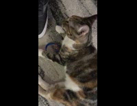 Pet cat pounces to the camera towards the filmer