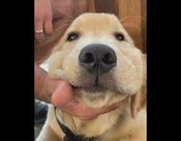 Golden retriever face held in hands chubby cheeks