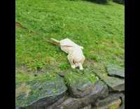 Brown puppy dog red leash grass stains 