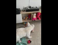 White dog plays with pink pig toy