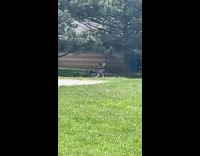Girl dance on park under some trees