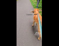 Dog carries log for 7 miles 
