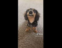 Dachshund puppy dog lips get stuck teeth