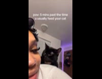 Hungry cat gives hooman stare down