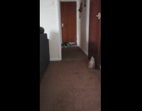 Pet cat fetches and returns thrown toy