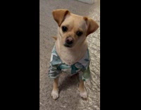 Confused dog tries to catch laser light