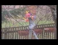 Wild Pigeon raises wings while it rains