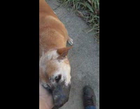 Old pet dog grunts and groans towards filmer