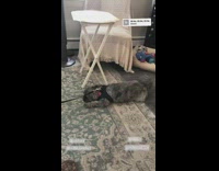 Dog dragged on leash for walk