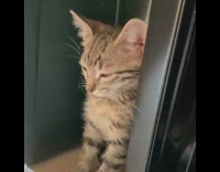 Sleepy kitten yawns sitting on ground 