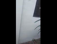 Cat greets owner from window when home