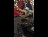 Dog in blue hoodie on womans lap