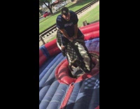 Guy rides mechanical bull falls off