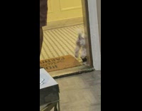 Small dog wears boots 