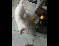 White kitten plays with green yellow container 