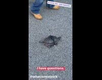 Guy walks pet turtle on sidewalk 