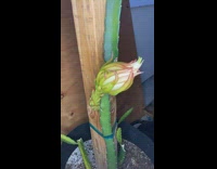 Time lapse dragon fruit cactus bloom plant