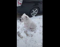 Guy warns of him and his dog falling in snow 