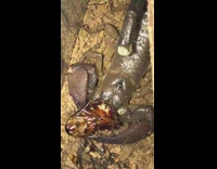Pet scorpion eats a cockroach roach tank