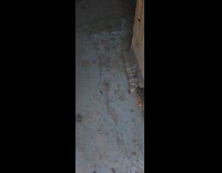 Cat meows while on attic of garage