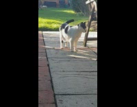 Girl sings here comes the cat nose